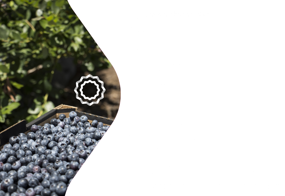 Arándanos Argentinos