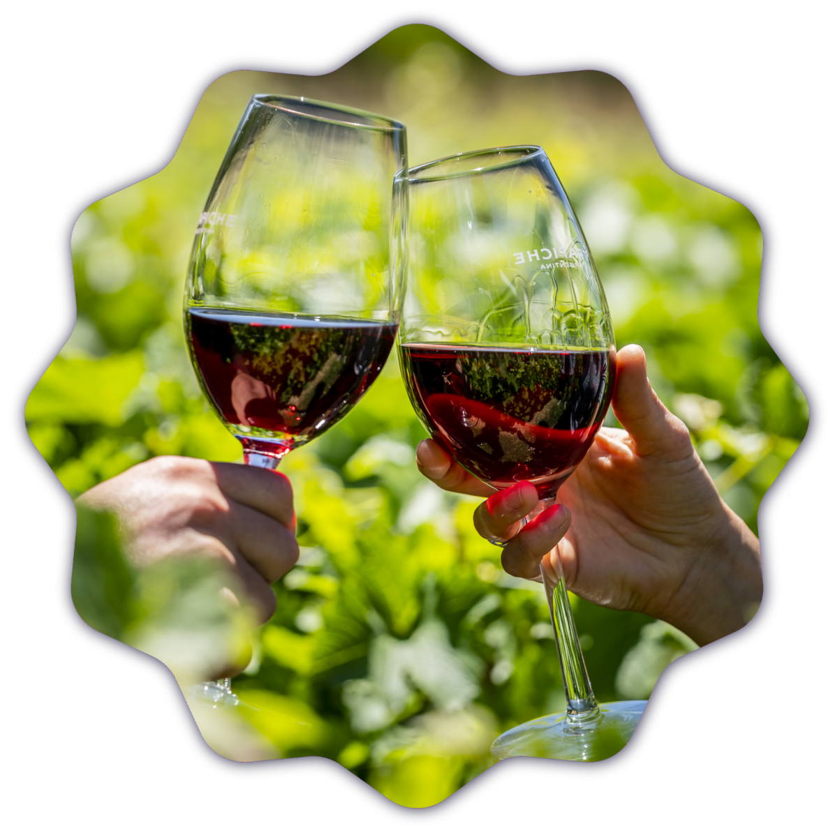 Ruta del Vino – Paisajes y Aromas